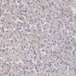 Merck Anti-AMBP antibody produced in rabbit
