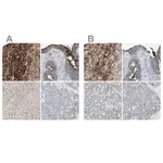 Merck Anti-ALPL antibody produced in rabbit