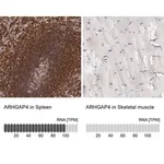 Merck Anti-ARHGAP4 antibody produced in rabbit