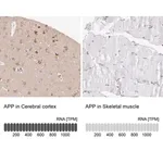 Merck Anti-APP antibody produced in rabbit