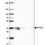 Merck Anti-APOOL antibody produced in rabbit