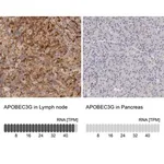 Merck Anti-APOBEC3G antibody produced in rabbit