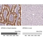 Merck Anti-APOA4 antibody produced in rabbit