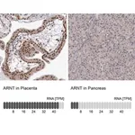 Merck Anti-ARNT antibody produced in rabbit