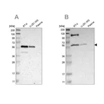 Merck Anti-TRAF2 antibody produced in rabbit