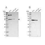 Merck Anti-TRAF2 antibody produced in rabbit