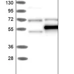 Merck Anti-TRMT5 antibody produced in rabbit
