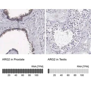 Merck Anti-ARG2 antibody produced in rabbit