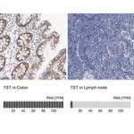 Merck Anti-TST antibody produced in rabbit
