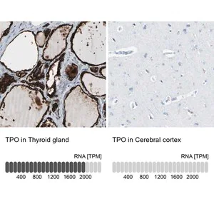 Merck Anti-TPO antibody produced in rabbit