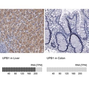 Merck Anti-UPB1 antibody produced in rabbit