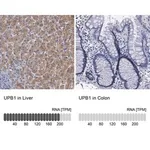 Merck Anti-UPB1 antibody produced in rabbit