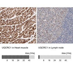 Merck Anti-UQCRC1 antibody produced in rabbit