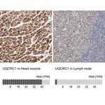 Merck Anti-UQCRC1 antibody produced in rabbit