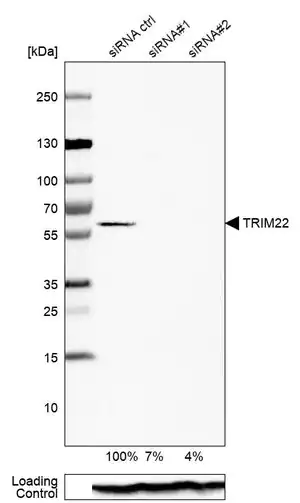 Merck Anti-TRIM22 antibody produced in rabbit