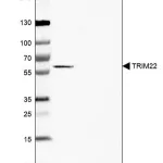 Merck Anti-TRIM22 antibody produced in rabbit