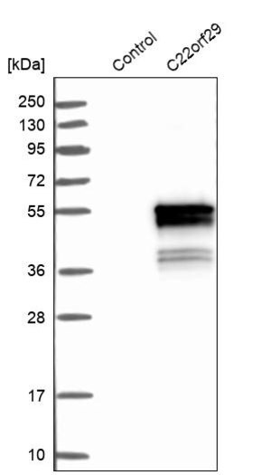 Merck ANTI-C22orf29 antibody produced in rabbit