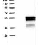 Merck ANTI-C22orf29 antibody produced in rabbit