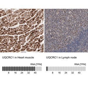 Merck Anti-UQCRC1 antibody produced in rabbit
