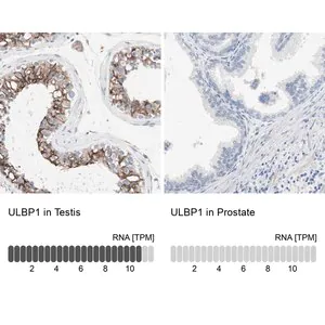 Merck Anti-ULBP1 antibody produced in rabbit