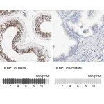 Merck Anti-ULBP1 antibody produced in rabbit