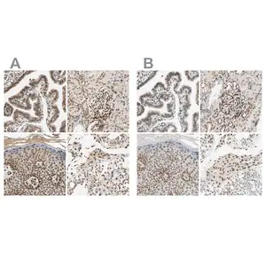 Merck ANTI-SUN1 antibody produced in rabbit