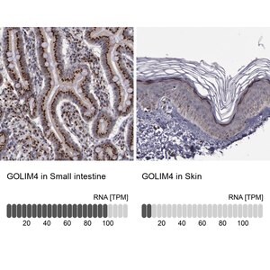 Merck Anti-GOLIM4 antibody produced in rabbit