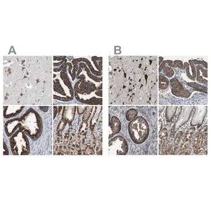 Merck Anti-USP10 antibody produced in rabbit