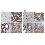 Merck Anti-USP10 antibody produced in rabbit