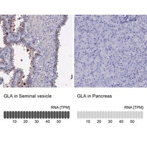 Merck Anti-GLA antibody produced in rabbit