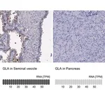 Merck Anti-GLA antibody produced in rabbit