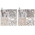 Merck Anti-GOLGB1 antibody produced in rabbit