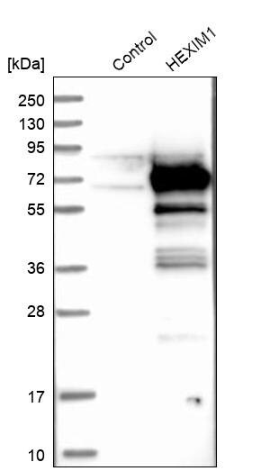 Merck Anti-HEXIM1 antibody produced in rabbit