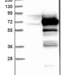 Merck Anti-HEXIM1 antibody produced in rabbit
