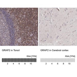 Merck Anti-GRAP2 antibody produced in rabbit