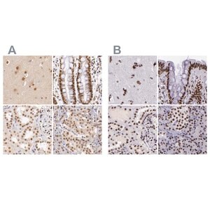 Merck Anti-GPKOW antibody produced in rabbit