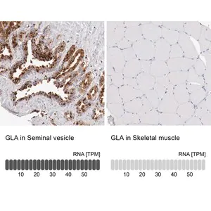 Merck Anti-GLA antibody produced in rabbit