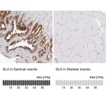Merck Anti-GLA antibody produced in rabbit