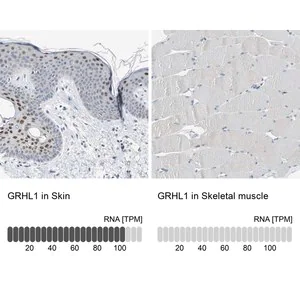 Merck Anti-GRHL1 antibody produced in rabbit