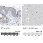 Merck Anti-GRHL1 antibody produced in rabbit