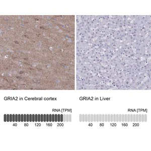 Merck Anti-GRIA2 antibody produced in rabbit