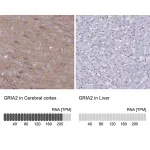 Merck Anti-GRIA2 antibody produced in rabbit