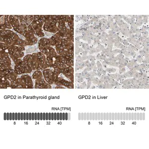 Merck Anti-GPD2 antibody produced in rabbit