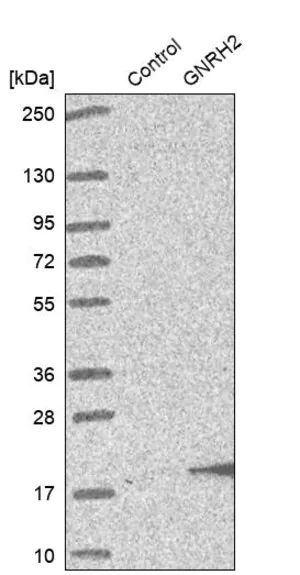 Merck Anti-GNRH2 antibody produced in rabbit