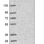 Merck Anti-GNRH2 antibody produced in rabbit