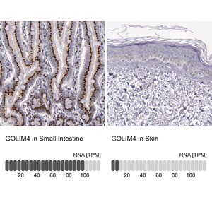 Merck Anti-GOLIM4 antibody produced in rabbit