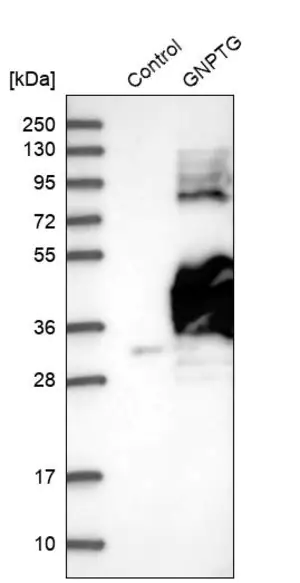 Merck Anti-GNPTG antibody produced in rabbit