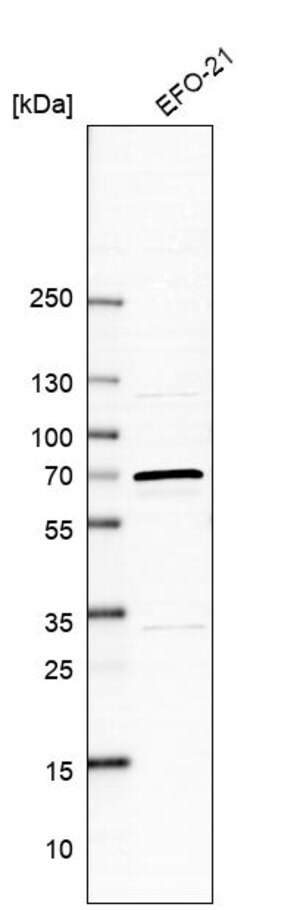 Merck Anti-ARSD antibody produced in rabbit