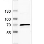 Merck Anti-ARSD antibody produced in rabbit