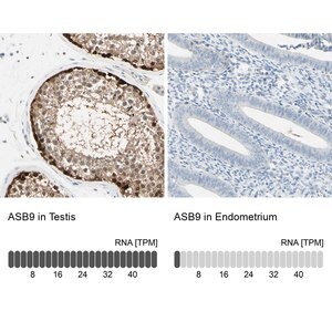 Merck Anti-ASB9 antibody produced in rabbit